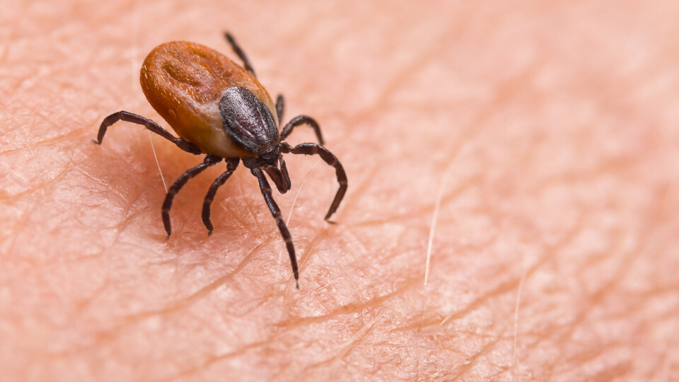A tick crawls on the skin of a human.