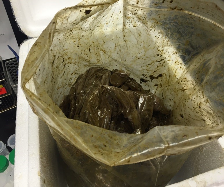 Photo showing how a fecal sample submitted in a glove leaked during transit.