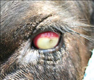 Photo of the eye of a cow infected with pinkeye