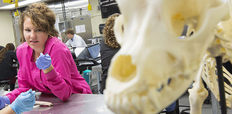 Students examine animal skeleton