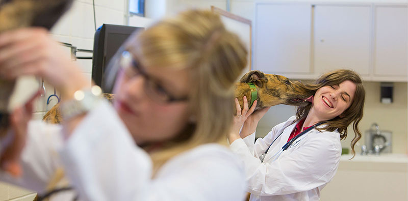 students in vet lab with greyhound dog