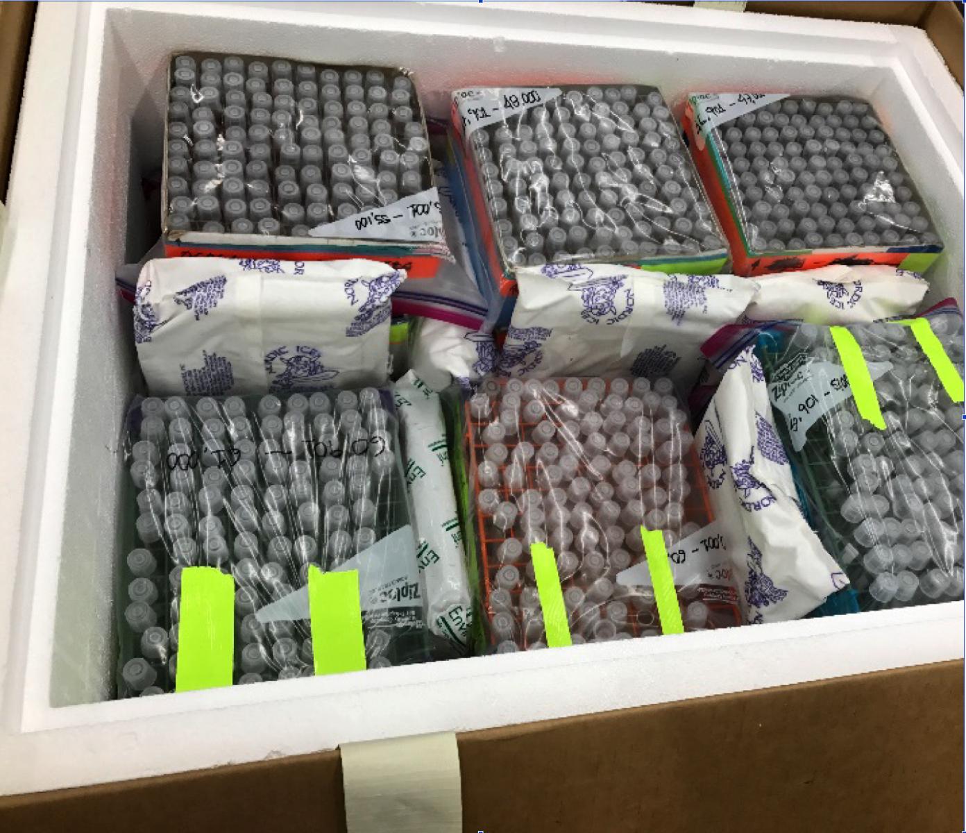 Photo showing multiple bagged boxes of tubes inside an insulated box with cold packs.