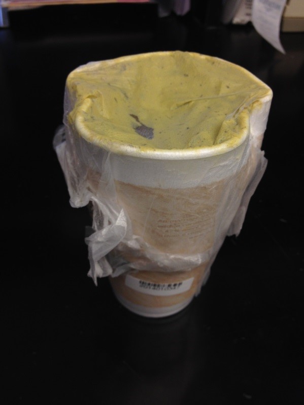 Photo of sample submitted in a Styrofoam cup.