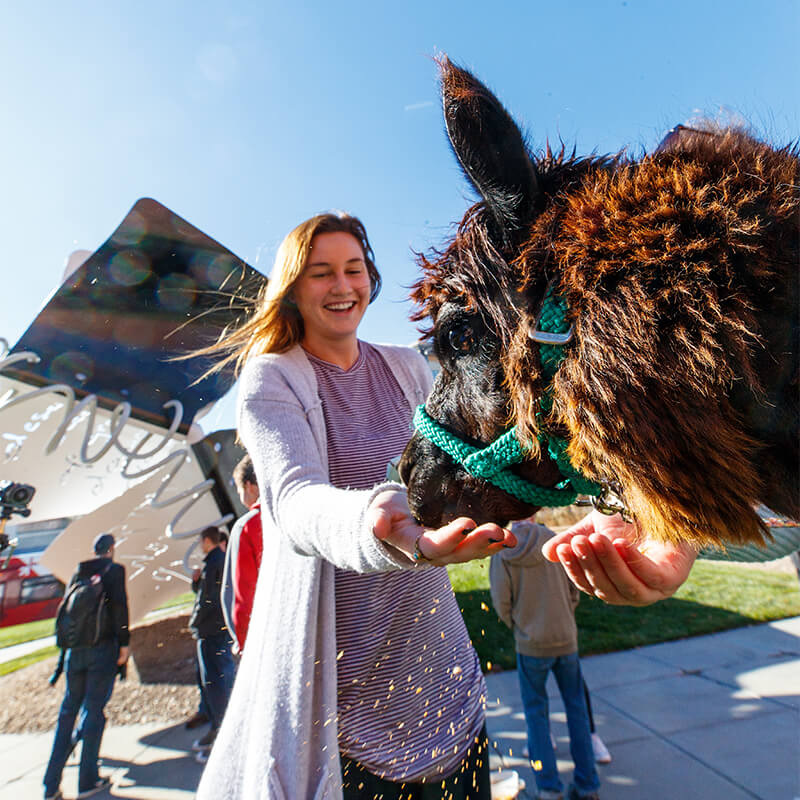 Student holding out hand in front of llama