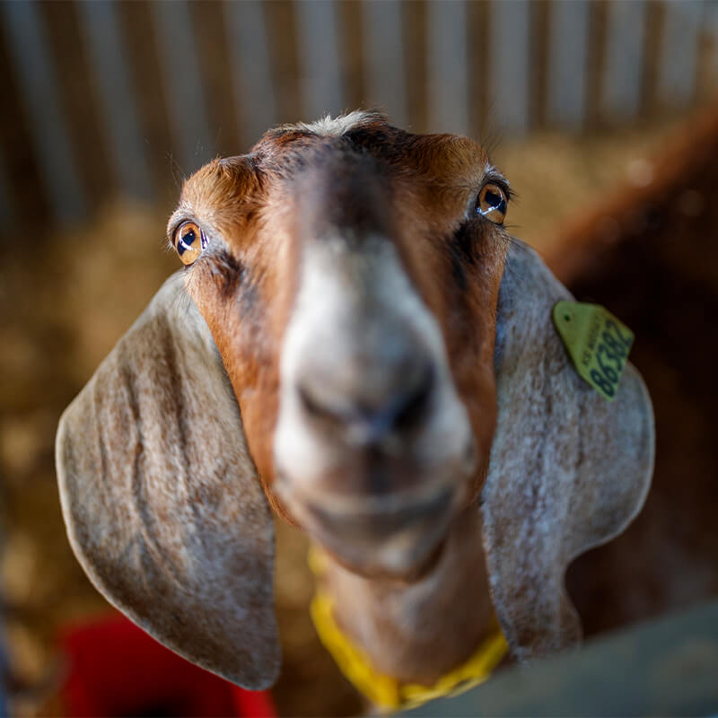 Close up of goat face