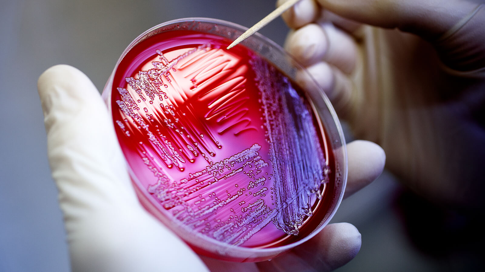 Lab photo of sample on a plate