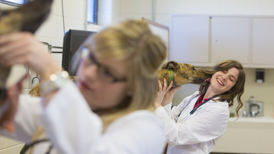 Two veterinary students give grayhounds a physical exam. One grayhound is licking the face of the student.