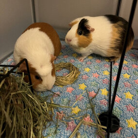 Two guinea pigs on a colorful rug exploring the area. One is white and brown, the other white and black with some brown.