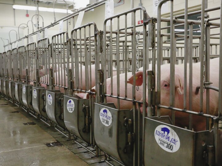 A row of the new gate feeders with a boar in each one.