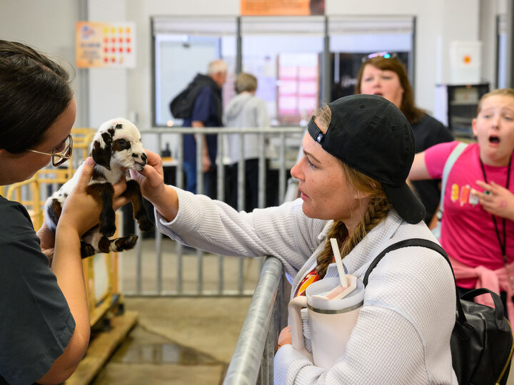 Visitors to the Nebraska State Fair pet a newborn lamb in the Birthing Pavilion.