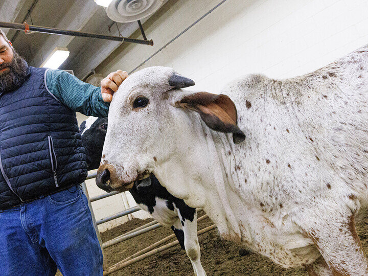 Brian Vander Ley stands with his hand on the head of Ginger, a Gir cow.