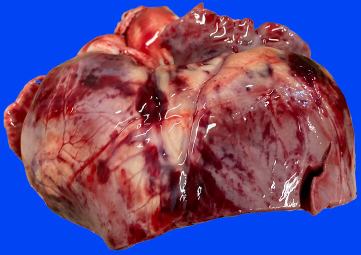 An isolated photo showing the heart of a four-month-old pig diagnosed with mulberry heart disease.