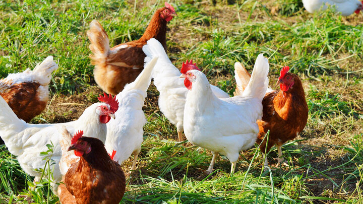 A backyard flock of white and brown chickens.