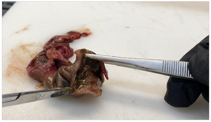 Photo showing how to make an incision in tissue to create a small funnel.