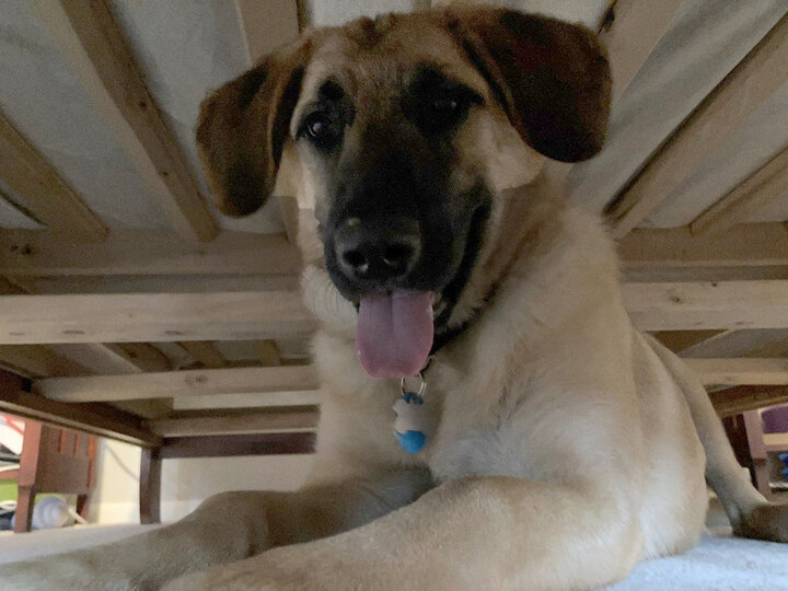 Maize lies on a high shelf in barn. She looks happy and her tongue is out as if she's panting.