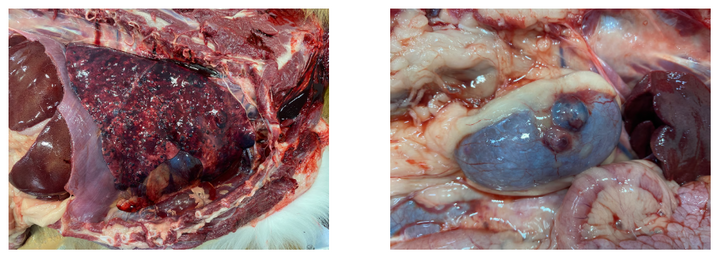 Coalescing metastatic foci were observed bilaterally throughout the lung parenchyma. Right image: Fewer, but more prominent and nodular appearing foci of metastatic tumors were present on the renal cortex of both kidneys.