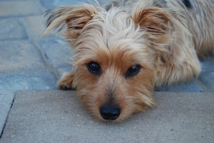 Oliver, a Yorkshire Terrier, rests his head on a rug and looks into the camera.