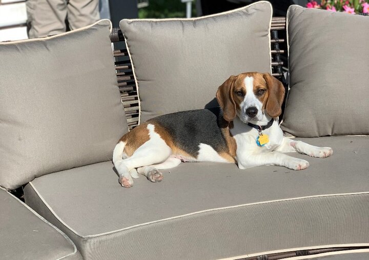 Portia, a beagle, stretches out on an outdoor couch.