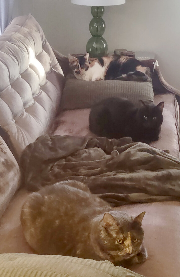 Three cats lounging on a couch with cushions and a blanket. One is tortoiseshell, one black, and one calico.