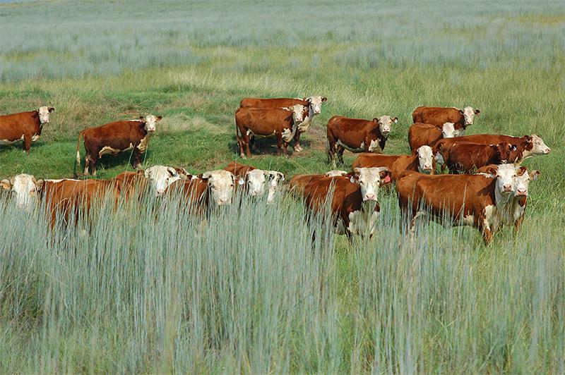 A herd of cattle grazing